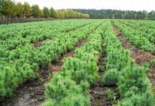 Полтавському лісу радувати людей