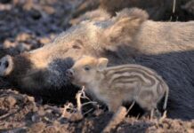 У лісових масивах Полтавщини оголошено “Сeзон тиші”