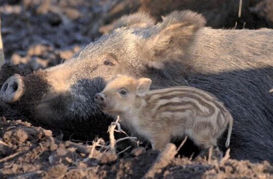 В лесных массивах Полтавщины объявлено "Сезон тишины"