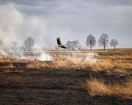 Спалювання сухої трави – лихо для всього живого