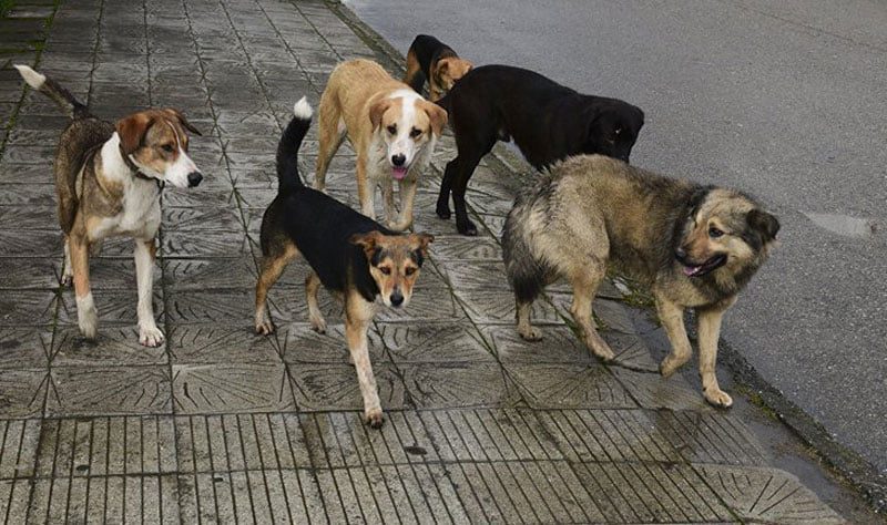 Безпритульні тварини