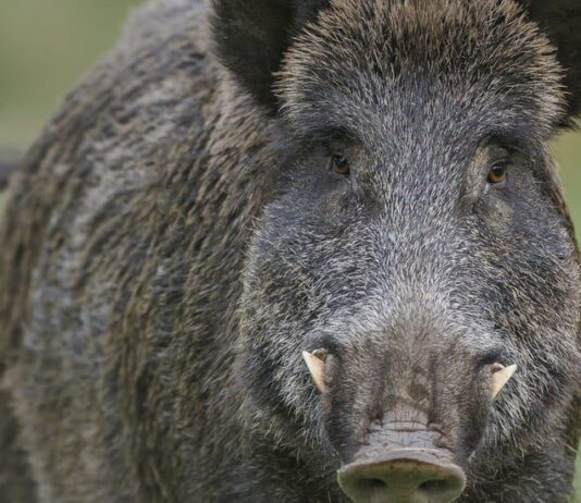 На Полтавщине вепрь прогуливался городом