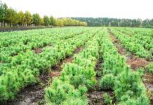 Лісівники Полтавщини розпочали садити ліс