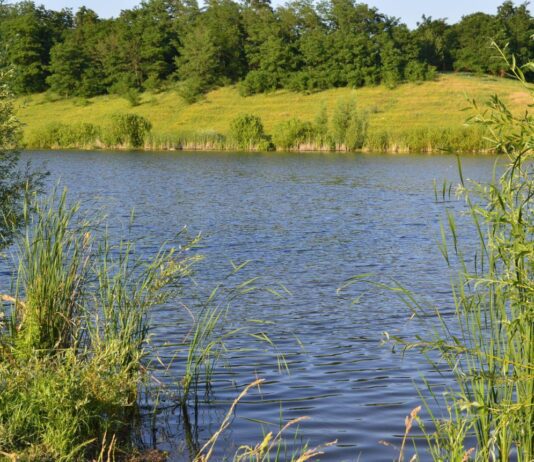 Санітарний стан ставків у Полтаві