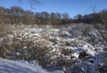 Бузковий гай у Диканьці потерпає від негоди