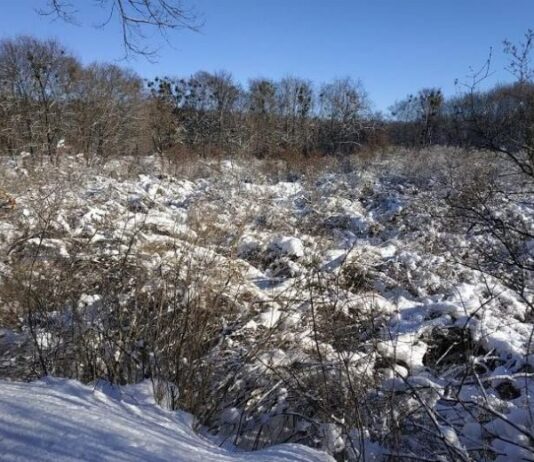 Сиреневая роща в Диканьке страдает от непогоды