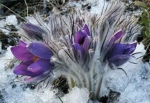 На території Полтавської області розпочалася щорічна Всеукраїнська операція "Первоцвіт"