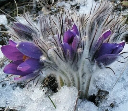 На территории Полтавской области началась ежегодная Всеукраинская операция "Первоцвет"