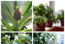 Екзотичні рослини на власному підвіконні