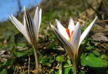 Природно-заповідний фонд Полтавщини збагатиться ще одним ландшафтним заказником