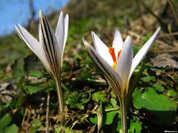 Природно-заповедный фонд Полтавщины обогатится еще одним ландшафтным заказником