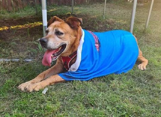 С улицы – в Шотландию. История полтавской собаки Степаныча