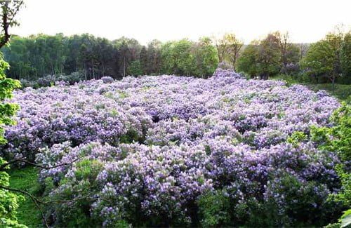 В Диканьке под Полтавой цветет сиреневая роща