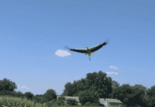 Лелече царство в Калениках