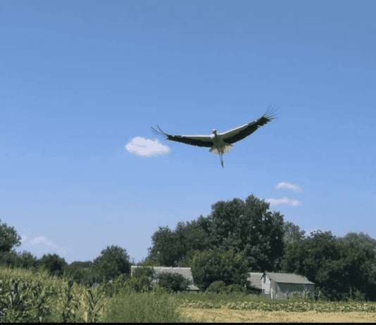 Царство аистов в Калениках