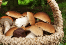 Що потрібно знати про гриби Полтавщини: правила безпечного збору