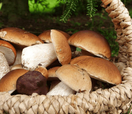 Что нужно знать о грибах Полтавщины: правила безопасного сбора