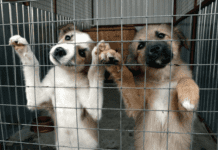 Комунальне підприємство «Кременчук-спецсервіс»: європейські стандарти боротьби з безпритульністю тварин