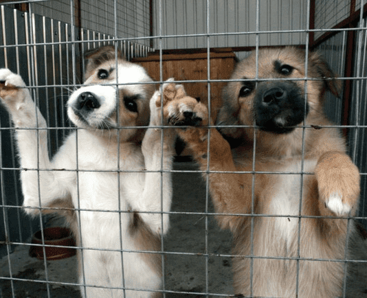 Коммунальное предприятие «Кременчуг-спецсервис»: европейские стандарты борьбы с беспризорностью животных