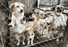 Полтавські притулки для тварин: як допомогти чотирилапим