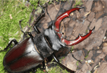 Рідкісний рогач з Полтавщини. Рятуйте, хто може!