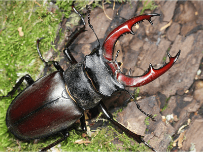 Редкий рогач с Полтавщины. Спасайте, кто может!