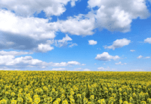 Коли хмари — в об’єктиві, а листя та водойми — на постійному контролі…