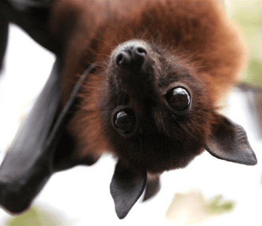 Рукокрылые — невероятные млекопитающие, нуждающиеся в защите людей