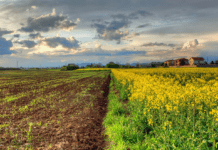 Чому міф про вивезення чорнозему нацистами – маячня, та як нам зберегти родючість полтавських земель