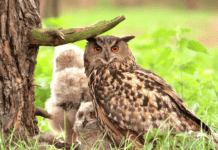 Пугач — найбільша сова на Полтавщині