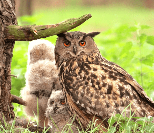 Филин — самая большая сова в Полтавской области