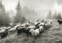 Решетилівські вівці та смушки