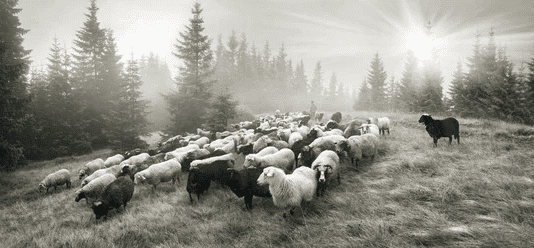 Решетиловские овцы и смушки