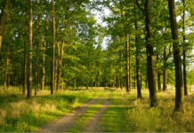 Як вберегти від вирубки полтавський ліс