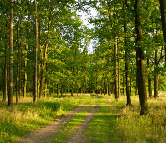Как уберечь от вырубки полтавский лес