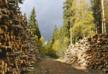 Хто та як контролює вирубку лісу на Полтавщині – Полтавське лісове господарство