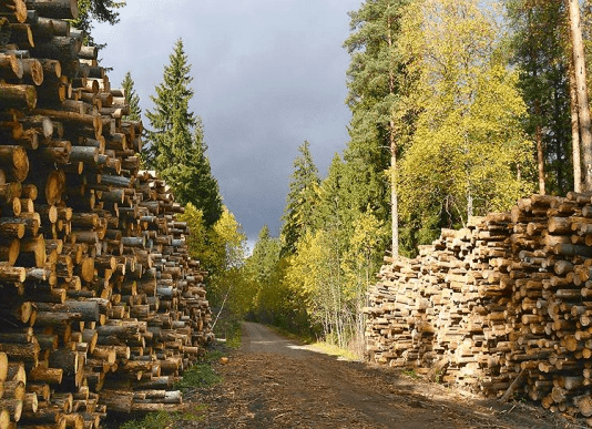 Хто та як контролює вирубку лісу на Полтавщині – Полтавське лісове господарство
