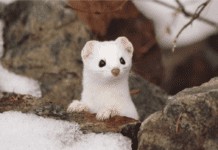 Неоціненний горностай — герой легенд і ціль вельмож та браконьєрів