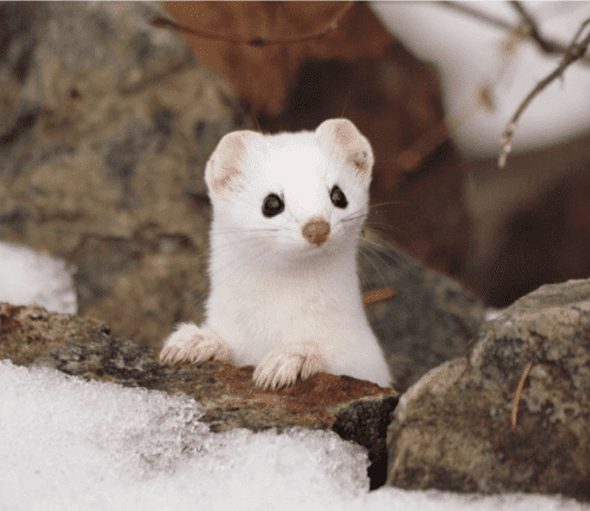 Неоціненний горностай — герой легенд і ціль вельмож та браконьєрів