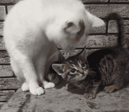 У неї 118 собак і 18 котів…