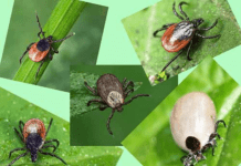 Будьте обачні: на Полтавщині полюють кліщі