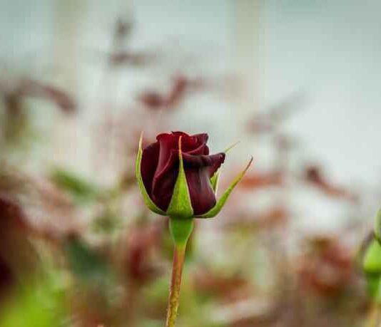 Квітковий бізнес двох сестер