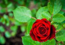 Хобі, яке стало сімейним бізнесом