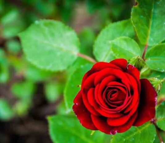 Хобі, яке стало сімейним бізнесом