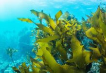 З водоростей у газ: унікальна розробка кременчуцьких вчених