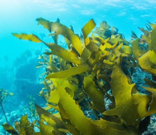 З водоростей у газ: унікальна розробка кременчуцьких вчених