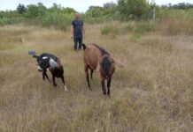 Українсько-грецька ферма у Полтавській області