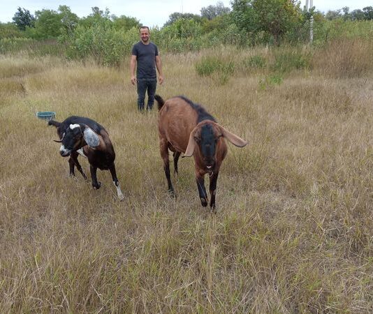 Українсько-грецька ферма у Полтавській області