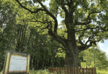 Кочубеївські дуби Диканьки: легенди та сьогодення