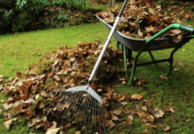 Проблема опалого листя в Полтаві